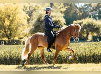 Caballos islandeses, Yegua, 9 años, 146 cm, Alazán
