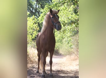 Caballos islandeses, Yegua, 9 años, 147 cm, Alazán