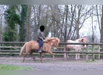 Caballos islandeses, Yegua, 9 años, 147 cm, Bayo