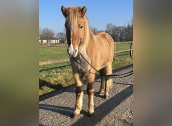 Caballos islandeses, Yegua, 9 años, 147 cm, Bayo