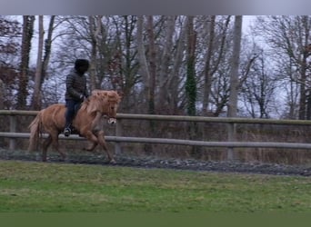 Caballos islandeses, Yegua, 9 años, 147 cm, Bayo