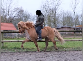 Caballos islandeses, Yegua, 9 años, 147 cm, Bayo