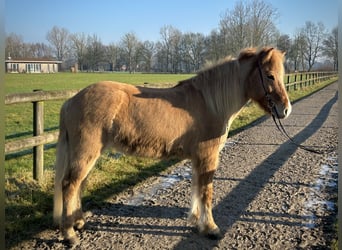 Caballos islandeses, Yegua, 9 años, 147 cm, Bayo