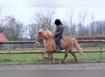 Caballos islandeses, Yegua, 9 años, 147 cm, Bayo