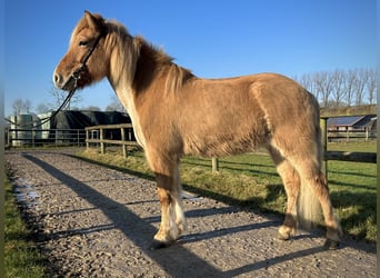 Caballos islandeses, Yegua, 9 años, 147 cm, Bayo