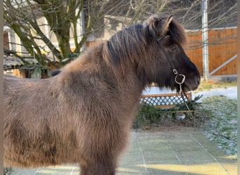 Caballos islandeses, Yegua, 9 años, 148 cm, Bayo