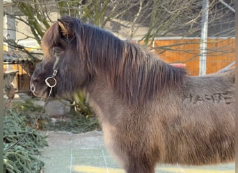 Caballos islandeses, Yegua, 9 años, 148 cm, Bayo