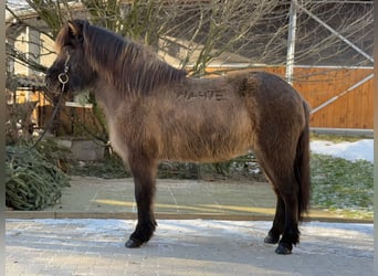 Caballos islandeses, Yegua, 9 años, 148 cm, Bayo