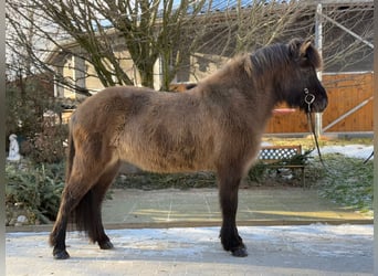 Caballos islandeses, Yegua, 9 años, 148 cm, Bayo