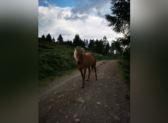 Caballos islandeses, Yegua, 9 años, Bayo