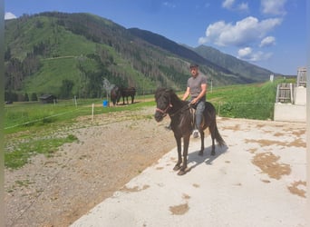 Caballos islandeses, Yegua, 9 años