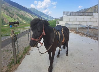 Caballos islandeses, Yegua, 9 años