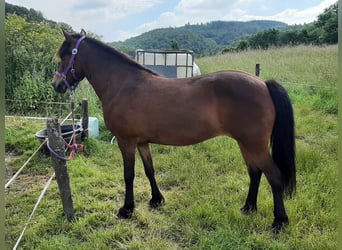 Caballos islandeses, Yegua, 9 años, Castaño