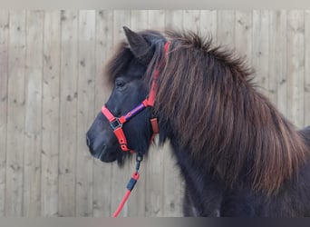 Caballos islandeses, Yegua, 9 años, Negro