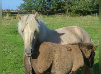 Caballos islandeses, Yegua, 9 años, Palomino