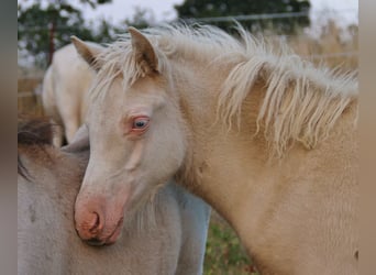 Caballos islandeses, Yegua, Potro (04/2026), 138 cm, Bayo