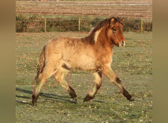 Caballos islandeses, Yegua, Potro (07/2023), 138 cm, Castaño-ruano