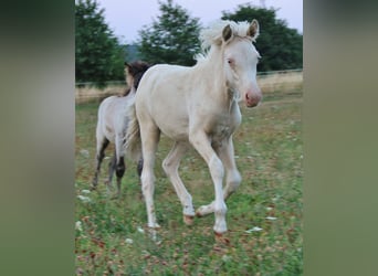 Caballos islandeses, Yegua, Potro (04/2026), 140 cm, Bayo