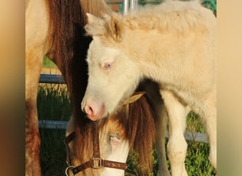 Caballos islandeses, Yegua, Potro (04/2026), 140 cm, Bayo
