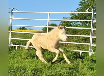Caballos islandeses, Yegua, Potro (04/2026), 140 cm, Bayo