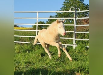 Caballos islandeses, Yegua, Potro (04/2026), 140 cm, Bayo