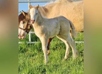 Caballos islandeses, Yegua, Potro (04/2026), 140 cm, Bayo