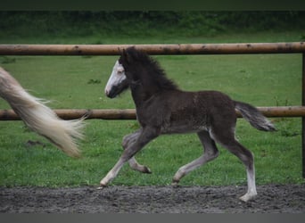 Caballos islandeses, Yegua, Potro (01/2025), 140 cm, Negro