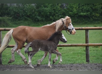 Caballos islandeses, Yegua, Potro (01/2025), 140 cm, Negro