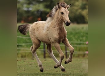 Caballos islandeses, Yegua, Potro (05/2023), 140 cm, Pío
