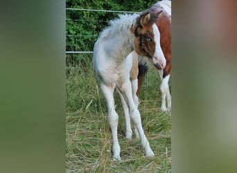 Caballos islandeses, Yegua, Potro (05/2025), 140 cm, Pío