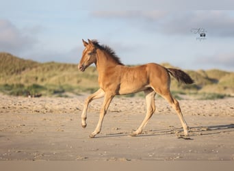 Caballos islandeses Mestizo, Yegua, Potro (05/2025), 155 cm, Champán