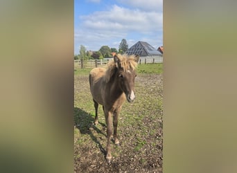 Caballos islandeses, Yegua, Potro (06/2024)