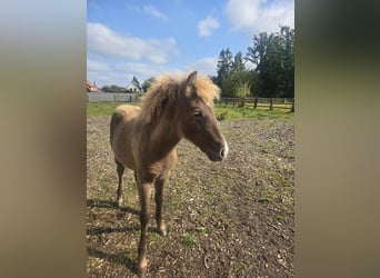 Caballos islandeses, Yegua, Potro (06/2024)