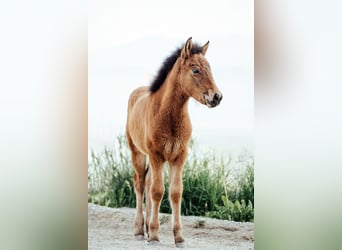 Caballos islandeses, Yegua, Potro (03/2026), Castaño