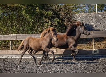 Caballos islandeses, Yegua, Potro (05/2023), Negro