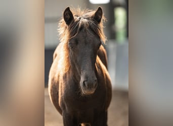 Caballos islandeses, Yegua, Potro (03/2026), Negro