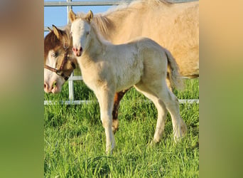 Caballos islandeses, Yegua, Potro (04/2026), White/Blanco