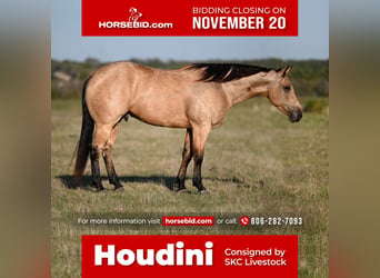 American Quarter Horse, Gelding, 5 years, 15.1 hh, Buckskin, in Canyon, TX,