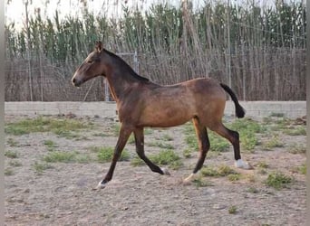 Andalusian, Mare, 1 year, 16 hh, Bay, in Alicante,