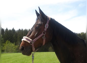 Other Breeds, Mare, 9 years, 16 hh, Brown, in Vogtareuth,