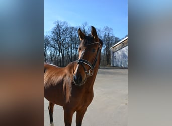 Mare 4 years