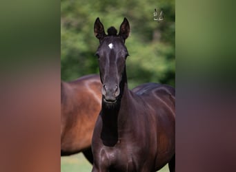 PRE Mix, Stute, 2 Jahre, 160 cm, Rappe, in La Vespière-Friardel,