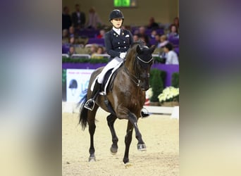 Hannoveriano, Semental, 16 años, 171 cm, Negro