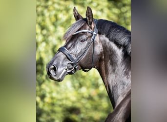 Hanoverian, Stallion, 14 years, 16.2 hh, Black