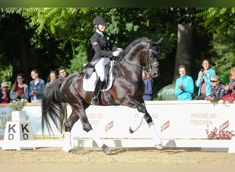 Hanoverian, Stallion, 14 years, 16.2 hh, Black