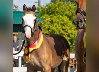Welsh-B, Hengst, 16 Jahre, 128 cm, Cremello