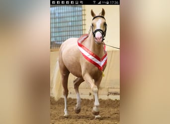 Welsh B, Stallion, 16 years, 12,2 hh, Cremello