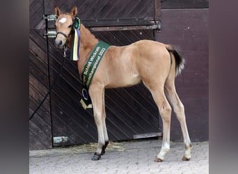 Welsh B, Stallion, 16 years, 12,2 hh, Cremello