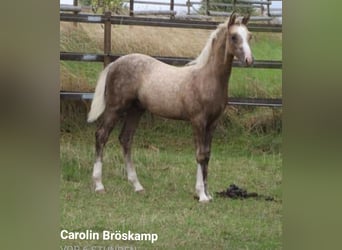 Welsh B, Stallion, 16 years, 12,2 hh, Cremello