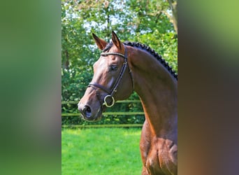 Oldenburg, Stallion, 19 years, 17 hh, Brown